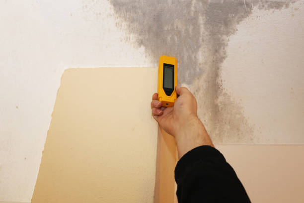 Best Mold-Related Health Consultation  in Elba, AL