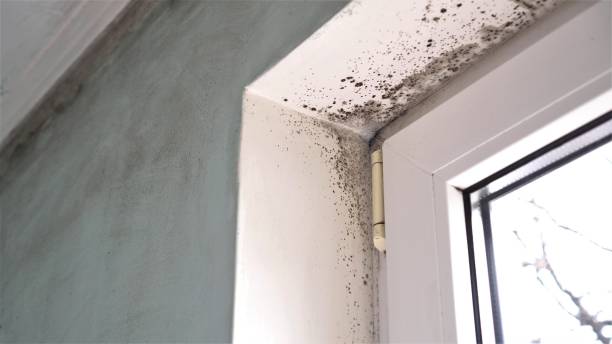 Best Commercial Mold Inspection  in Elba, AL