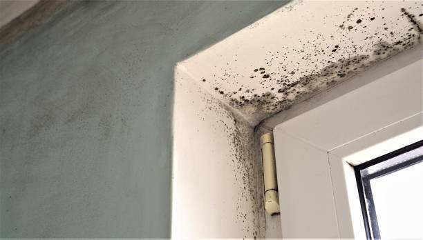 Best Basement Mold Removal  in Elba, AL