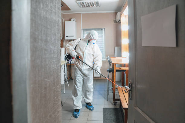 Best Black Mold Removal  in Elba, AL