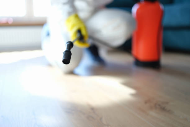 Best Mold Odor Removal Services  in Elba, AL