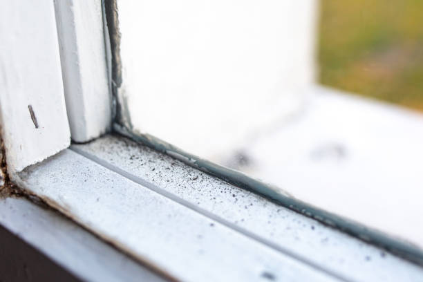 Best Asbestos and Lead Testing During Mold Inspection  in Elba, AL