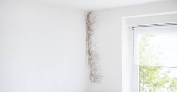 Best Mold Remediation for Rental Properties  in Elba, AL