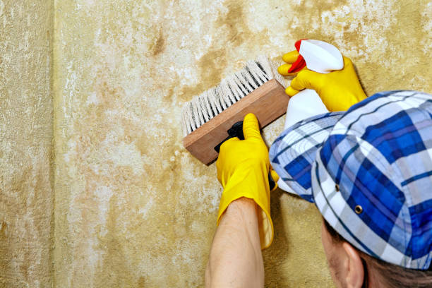 Best HVAC Mold Inspection and Cleaning  in Elba, AL