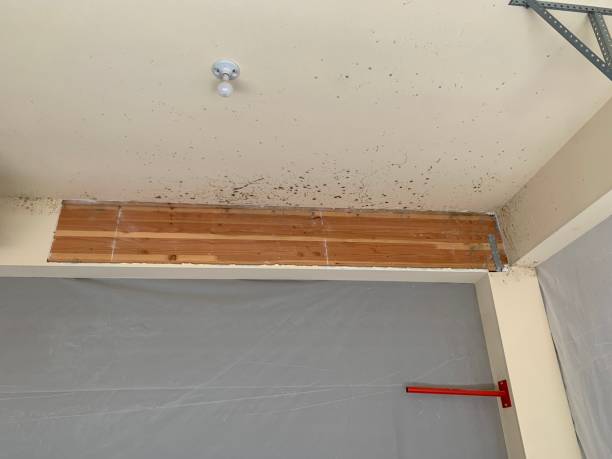 Mold Remediation for Rental Properties in Elba, AL