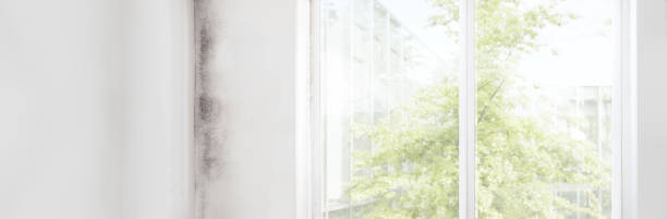 Best Biohazard Mold Removal  in Elba, AL