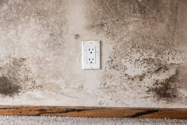 Best Post-Construction Mold Inspection  in Elba, AL