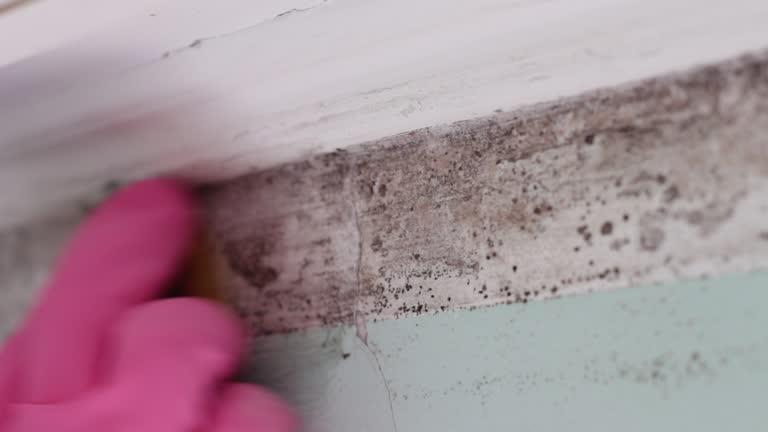 Best Mold Remediation for Healthcare Facilities  in Elba, AL